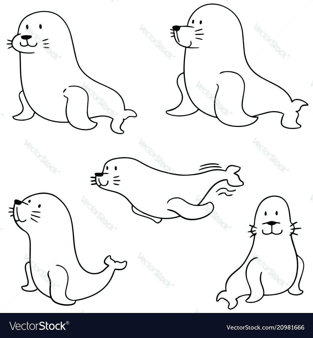 1000x1080 Sea Lion Coloring Pictures