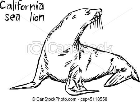 450x327 California Sea Lion