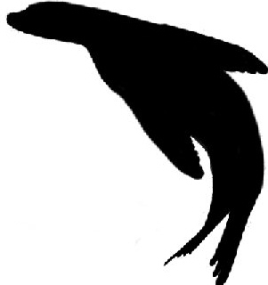301x320 Collection Of 'sea Lion Silhouette' Download More Than Images