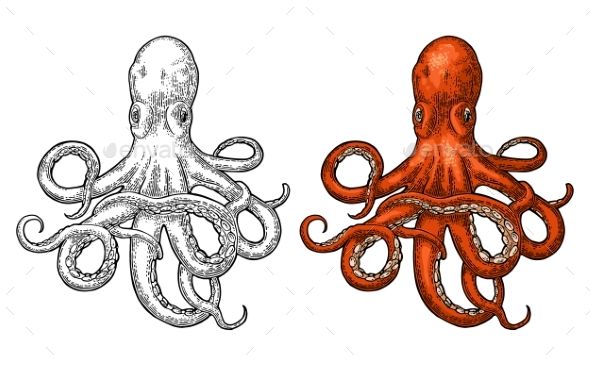 590x366 Octopus Sea Monster Vector Illustrations