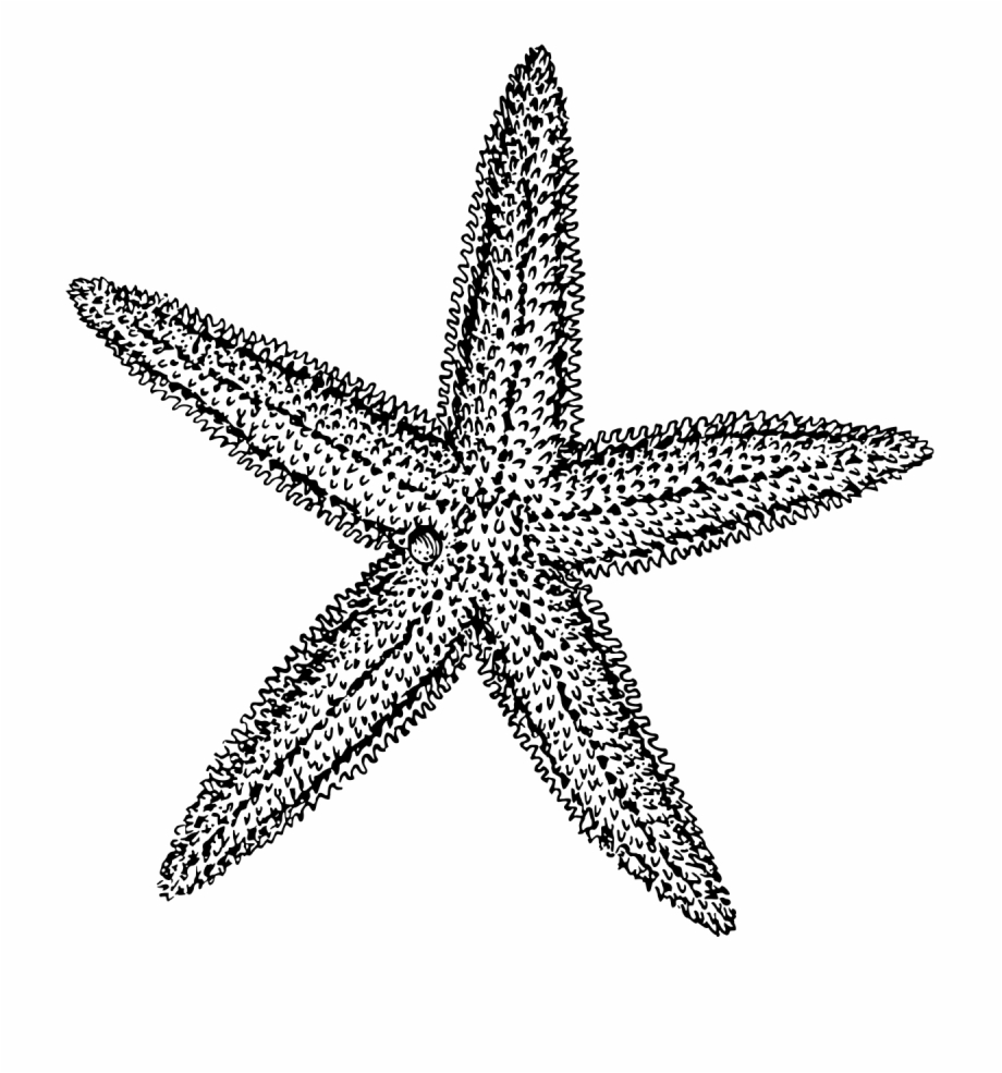 920x985 Sea Star Vector Freeuse