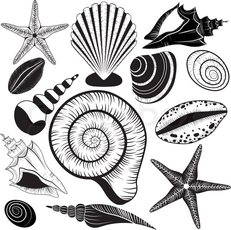 800x797 Shells Collection Seashells Vector Stock Vector Colourbox