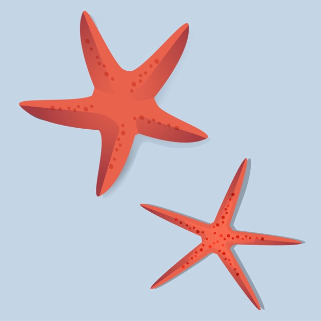 626x626 Starfish Vectors, Photos And Free Download
