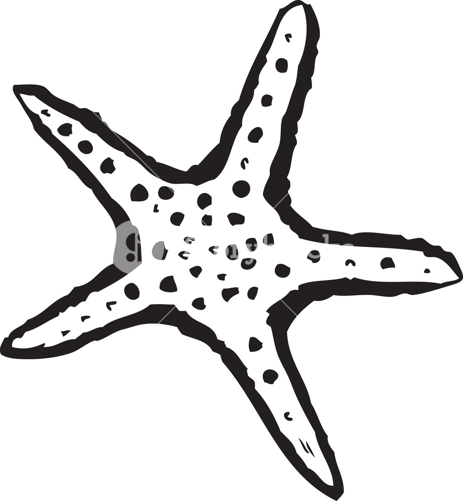 925x1000 Vector Sea Star Royalty Free Stock Image