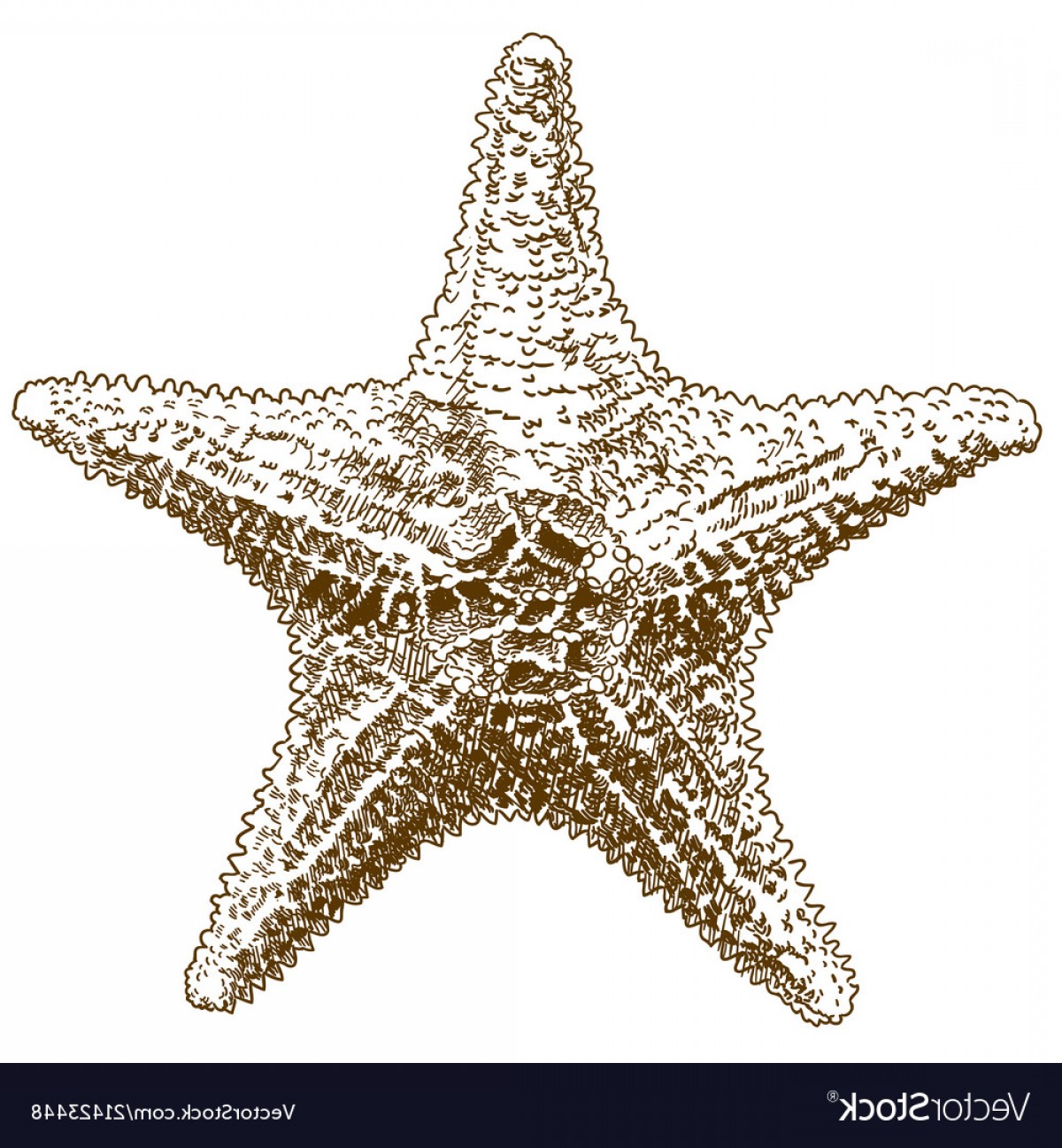 1200x1296 Engraving Drawing Of Hippasteria Sea Star Vector Geekchicpro