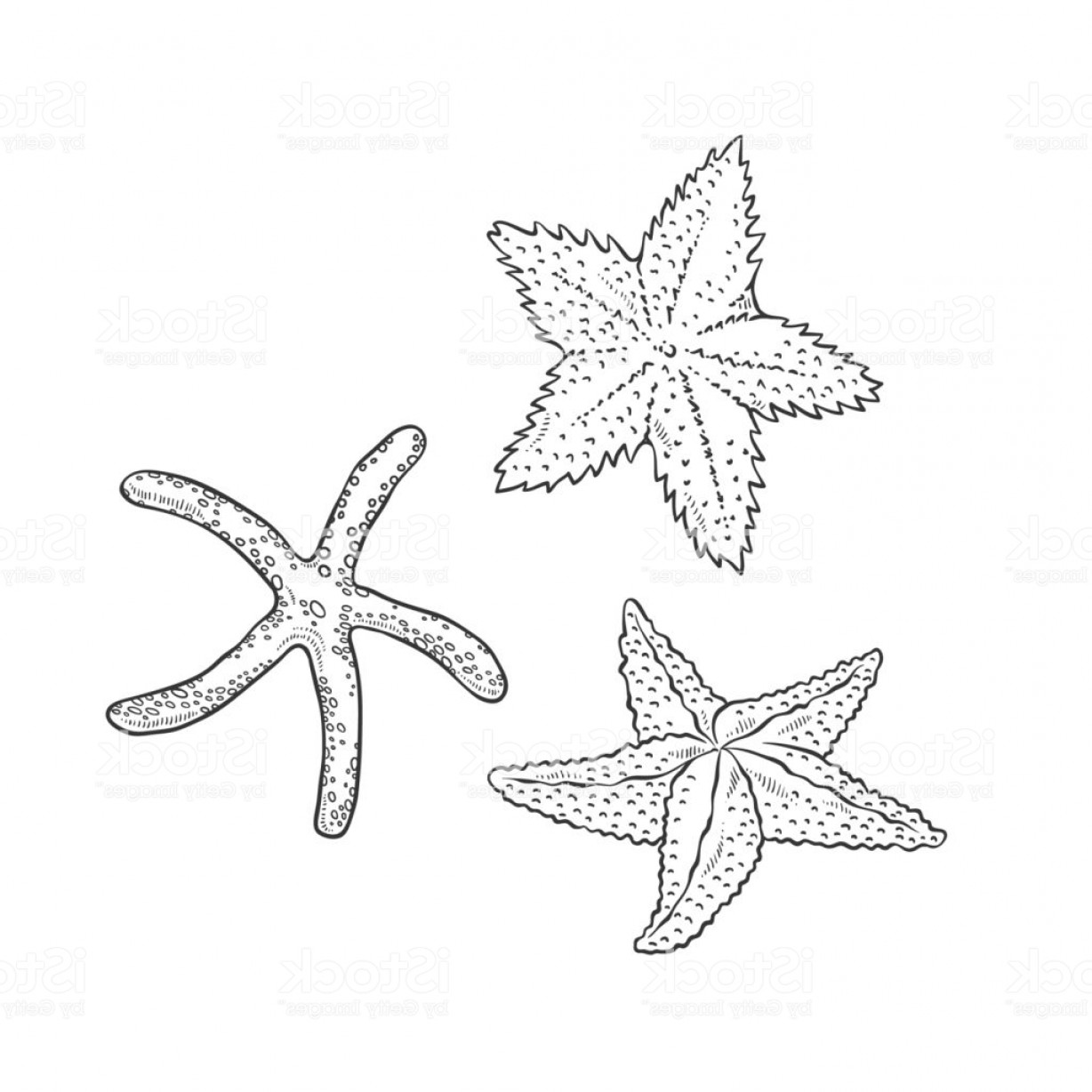 1228x1228 Vector Set Starfish Three Types Sea Star Monochrome Black Outline
