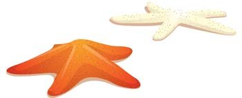 350x142 Free Sea Stars Clipart And Vector Graphics