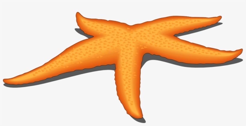 820x420 Sea Star Clipart