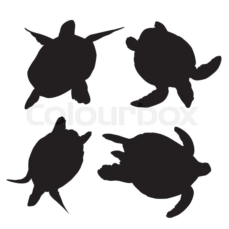 800x800 Turtle Silhouettes On The White Stock Vector Colourbox