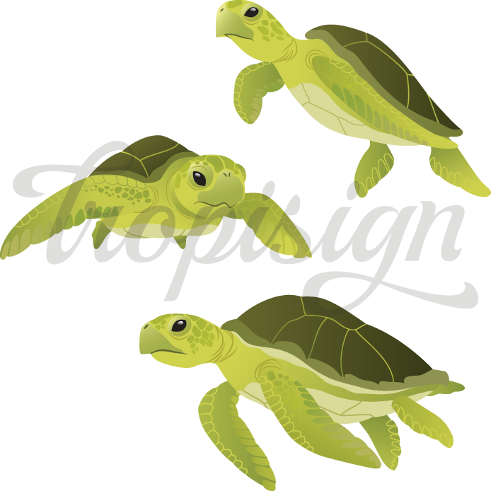 694x694 Green Sea Turtles Tropisign, A Collection Of Tropical Inspired