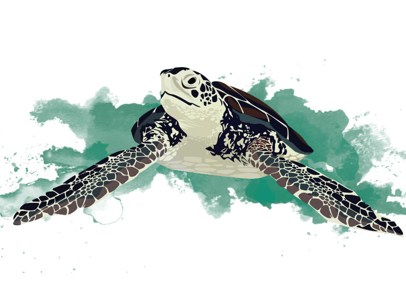 800x600 Sea Turtle Vector