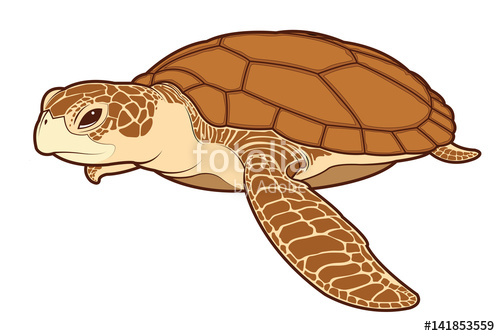 500x336 Sea Turtle Color Vector Stock Image And Royalty Free Vector