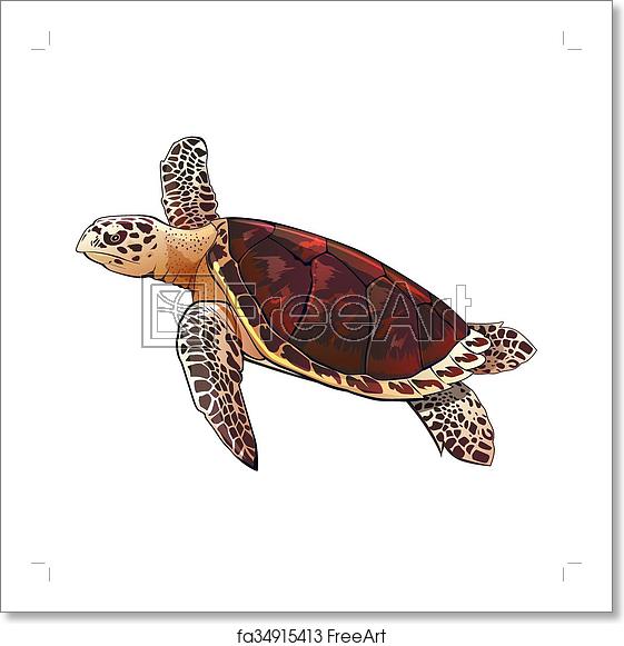 Sea Turtle Vector at Vectorified.com | Collection of Sea Turtle Vector ...