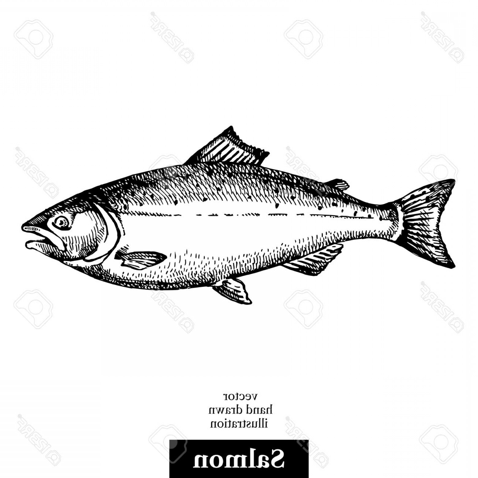 Photostock Vector Hand Drawn Sketch Seafood Vector Black And White 1560x1560 Photostock Vector Hand Drawn Sketch Seafood Vector Black And White