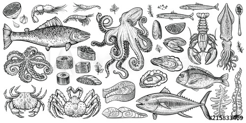 Seafood Vector Illustrations Hand Drawn Line Sea Fishes, Oysters 500x250 Seafood Vector Illustrations Hand Drawn Line Sea Fishes, Oysters