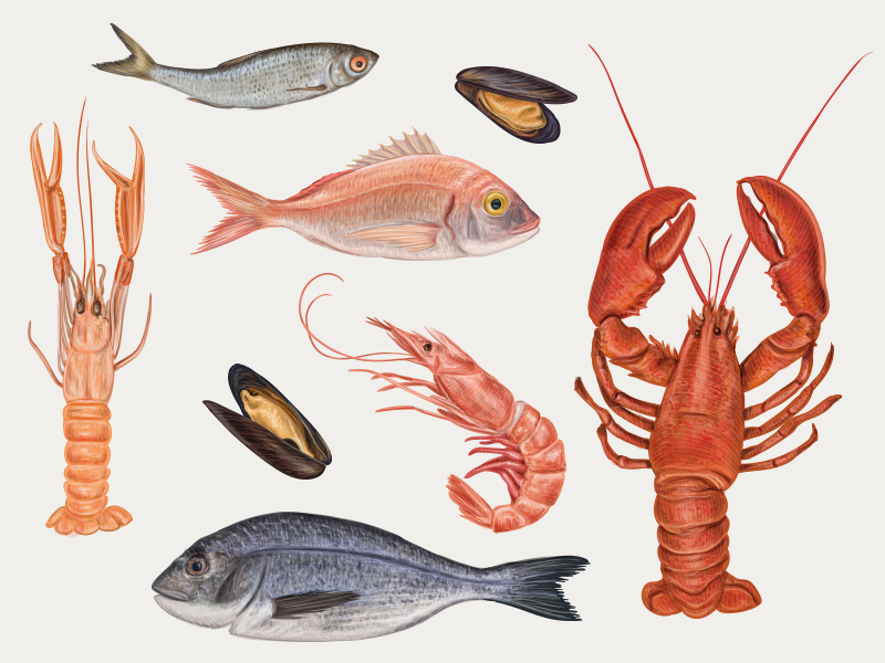 Seafood Vector Hand Drawn Illustration 800x600 Seafood Vector Hand Drawn Illustration