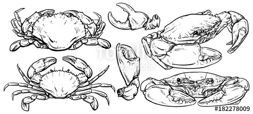 Crab Set Drawing On White Background, Hand Drawn Outline Seafood 500x226 Crab Set Drawing On White Background, Hand Drawn Outline Seafood