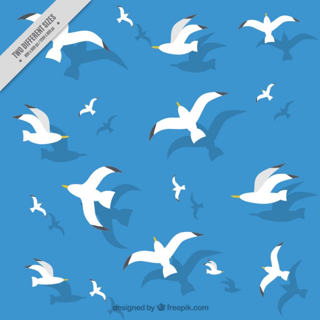 626x626 Seagull Vectors, Photos And Free Download