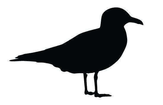 550x354 Seagull Silhouette Vectors Birds Vector Graphics Silhouette