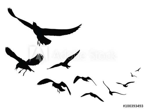 500x375 Seagull Silhouette On White Background, Vector Illustration