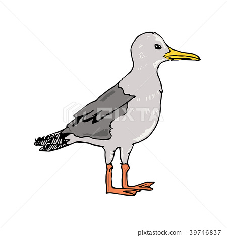 450x468 Seagull Vector Illustration