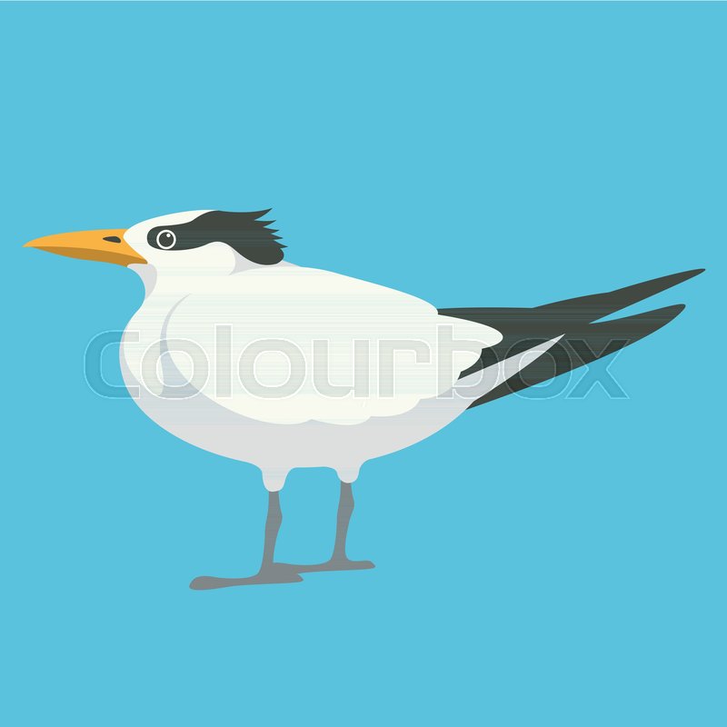 Seagull Vector Illustration Flat Stock Vector Colourbox 800x800 Seagull Vector Illustration Flat Stock Vector Colourbox