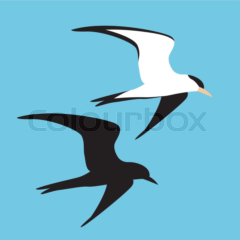 Seagull Vector Illustration Style Flat Stock Vector Colourbox 800x800 Seagull Vector Illustration Style Flat Stock Vector Colourbox