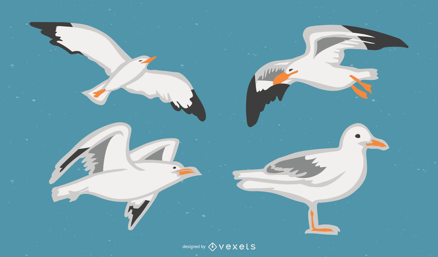 Seagull Vector Set 900x529 Seagull Vector Set