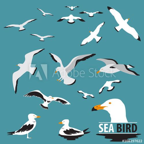 Set Of Sea Bird And Seagull Vector 500x500 Set Of Sea Bird And Seagull Vector