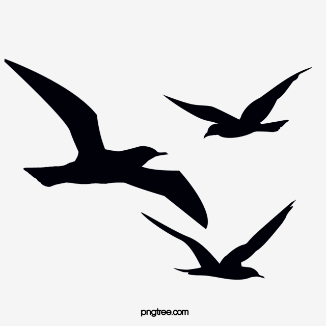 Seagull Vector at Vectorified.com | Collection of Seagull Vector free ...