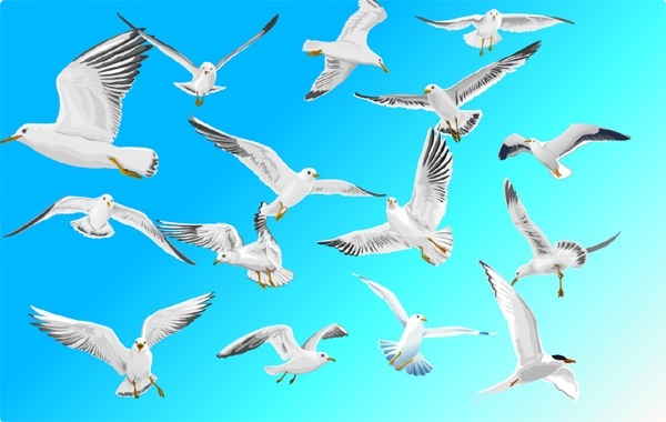 600x380 Vector Sea Gull Free Vector In Adobe Illustrator