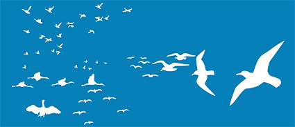 Vector Seagull For Free Download 425x184 Vector Seagull For Free Download