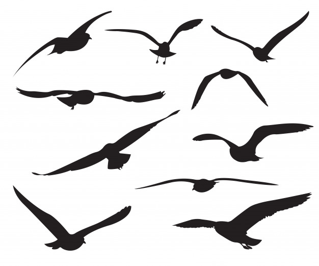 626x521 Seagull Sea Vectors, Photos And Free Download