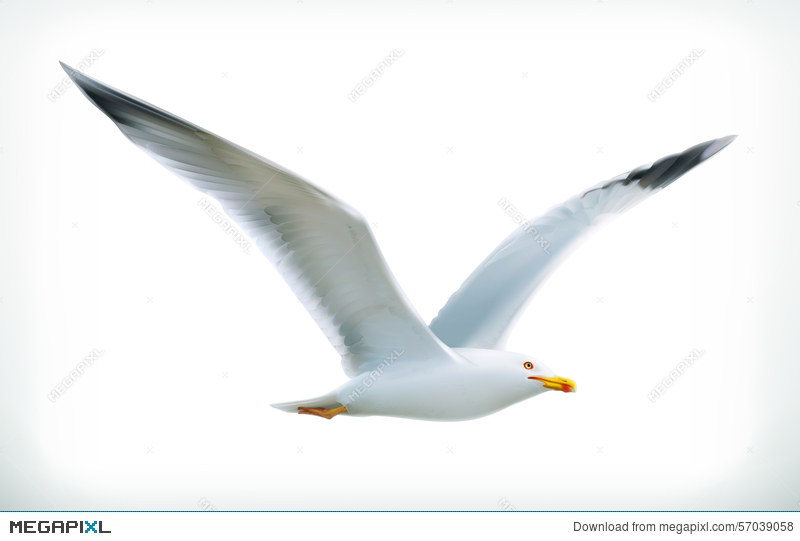 800x541 Seagull Vector Icon Illustration