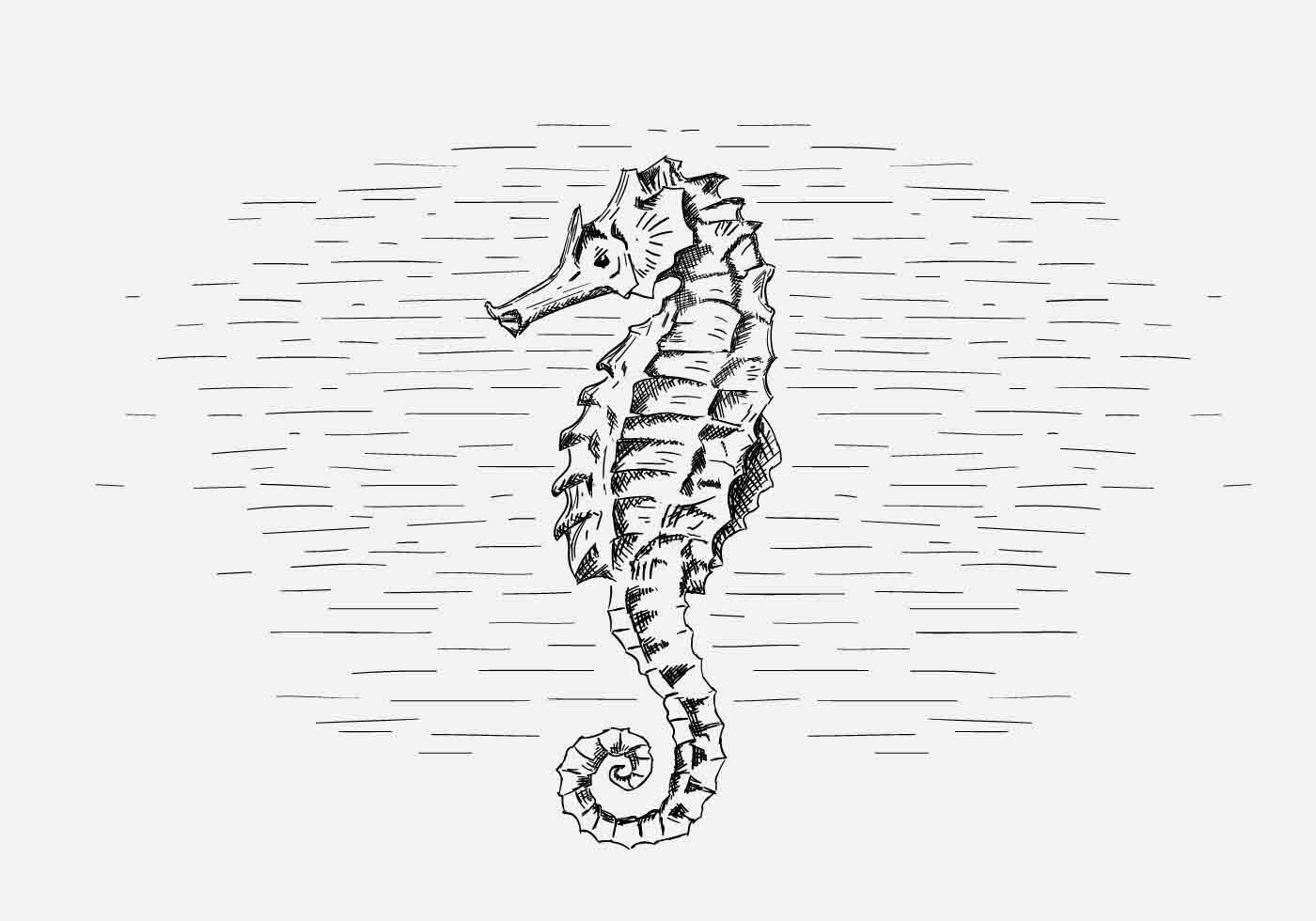 1400x980 Seahorse Free Vector Art