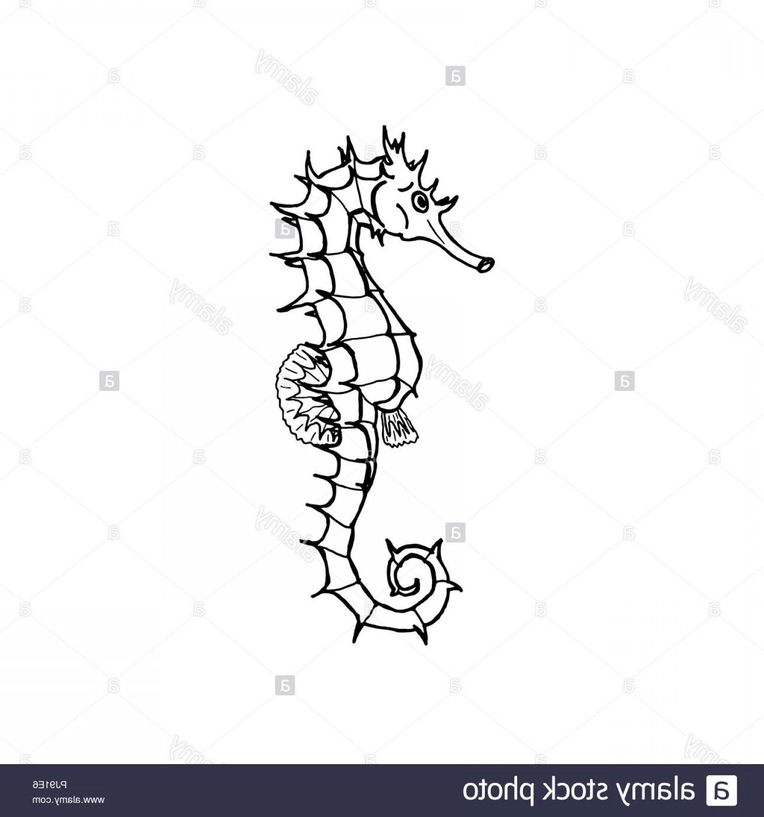 1560x1668 Vector Illustration Of Seahorse Silhouette Hand Drawing Seahorse