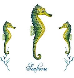 238x250 Seahorse Vector Good Ideas Postcard Invitation, Tropical Fish