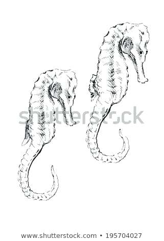 321x470 Drawing Of Seahorse