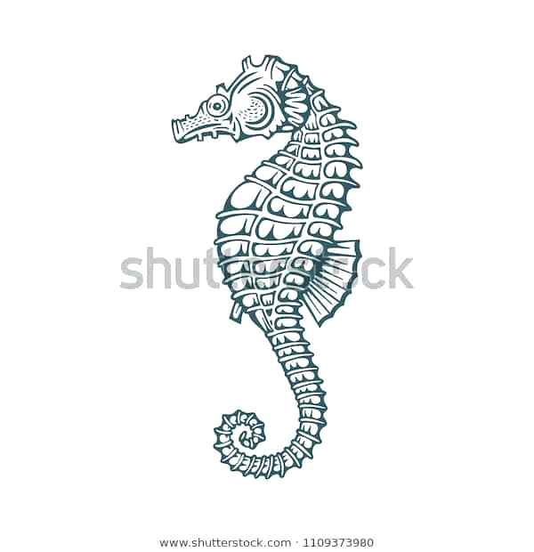 600x620 Seahorse Sketch