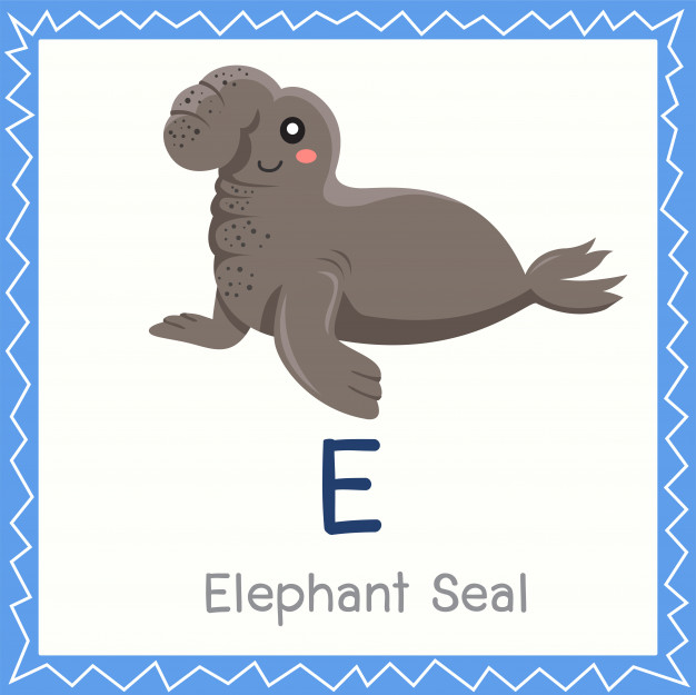 626x625 Illustrator Of E For Elephant Seal Animal Vector Premium Download