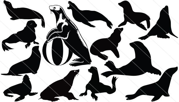 610x350 Seal Silhouette Vector