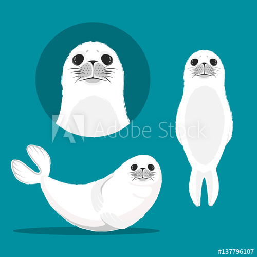 500x500 White Seal Animal