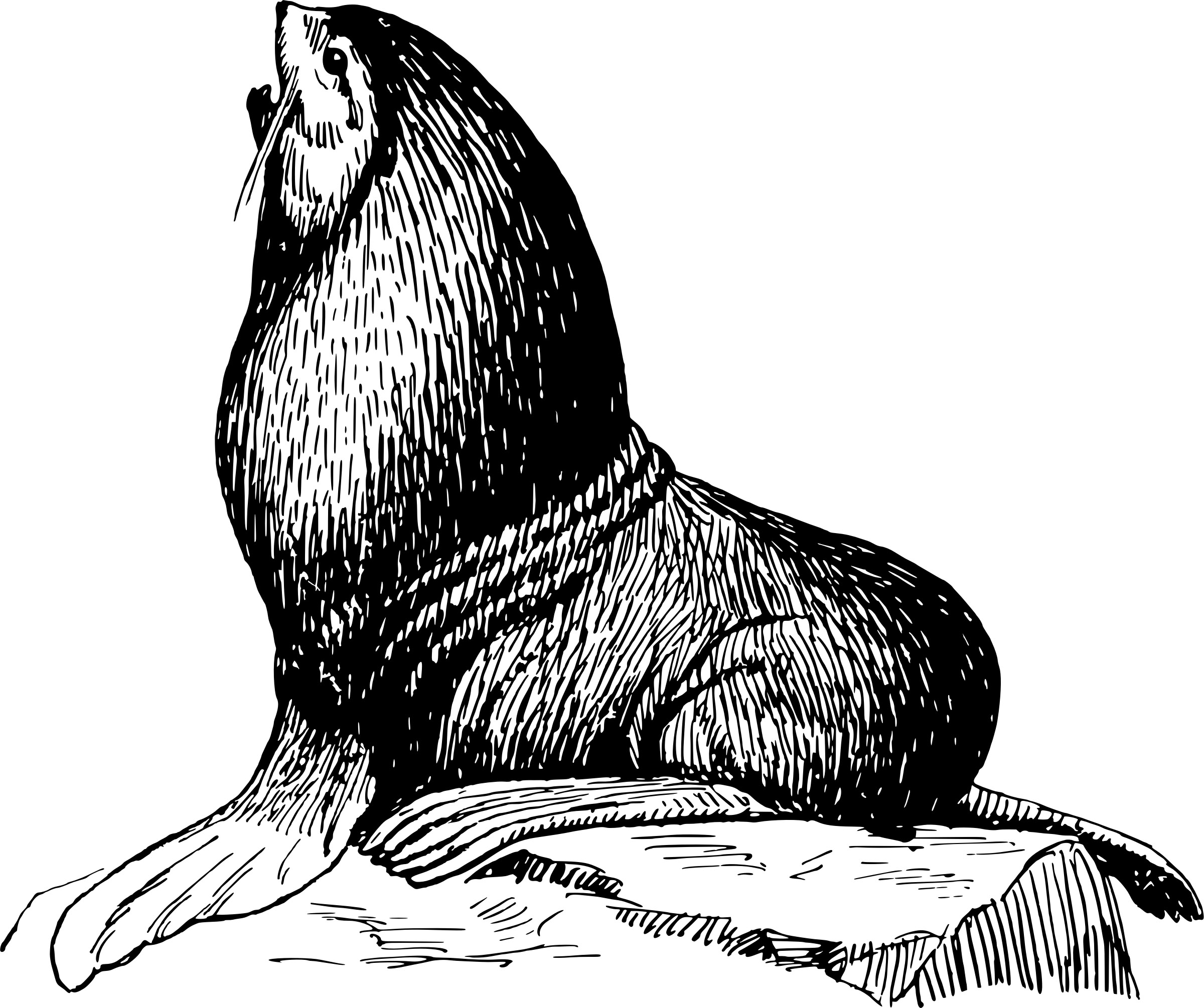 2400x2010 Seal Sitting On A Rock Vector Clipart Image