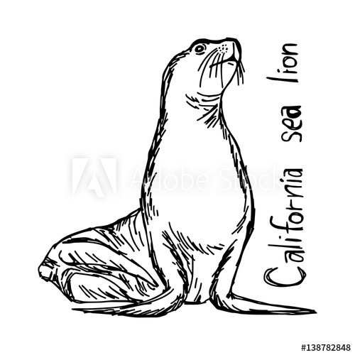 500x500 California Sea Lion