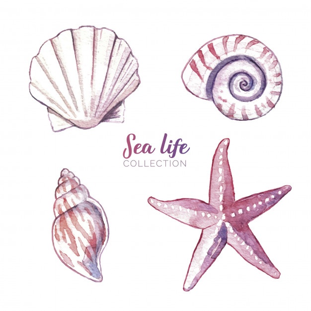 626x626 Seashells Vectors, Photos And Free Download