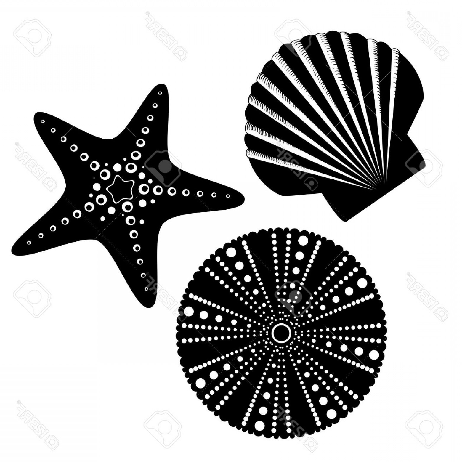 Seashell Silhouette Vector at Vectorified.com | Collection of Seashell