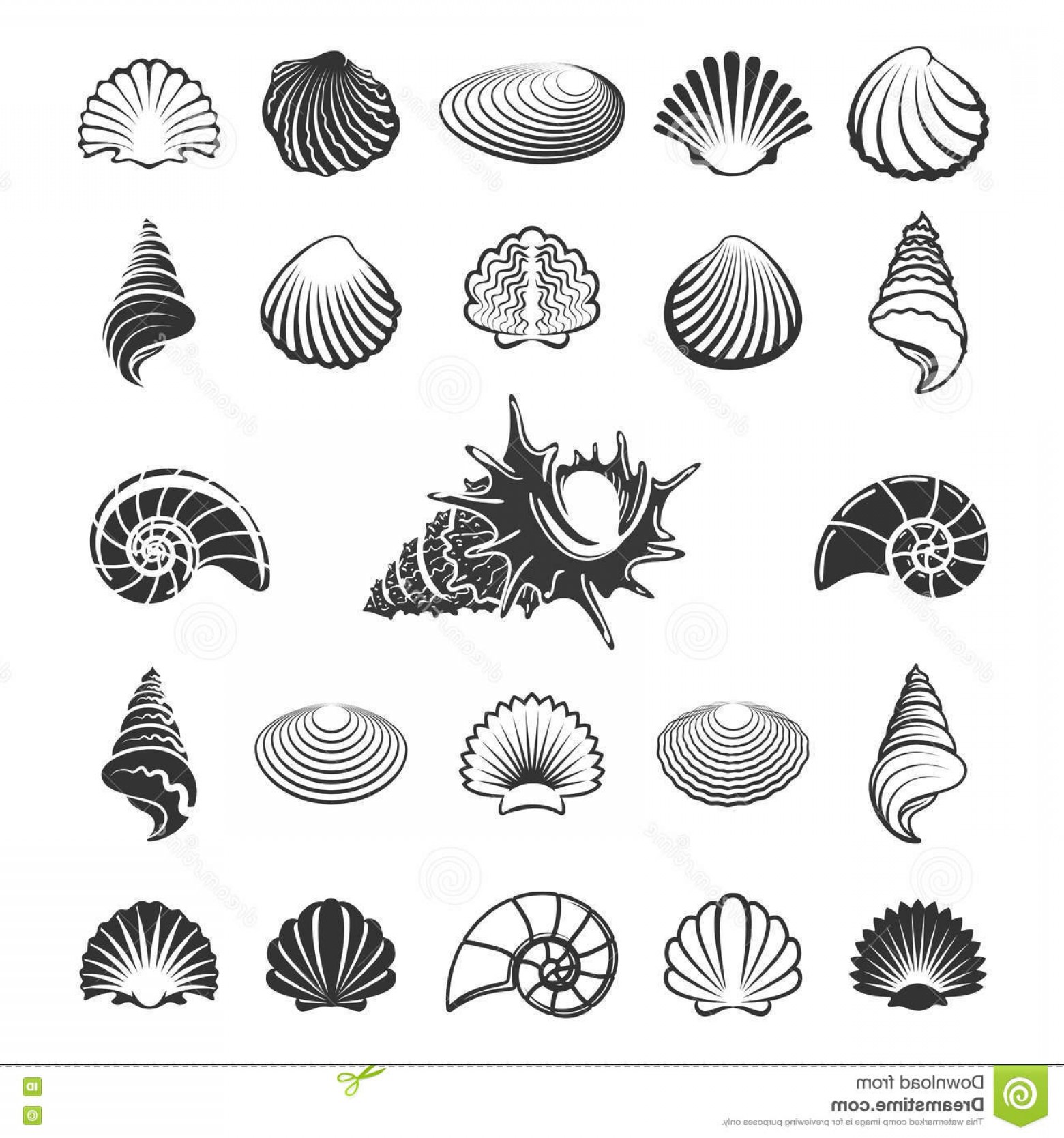 1560x1668 Scallop Silhouette Vector Catamart