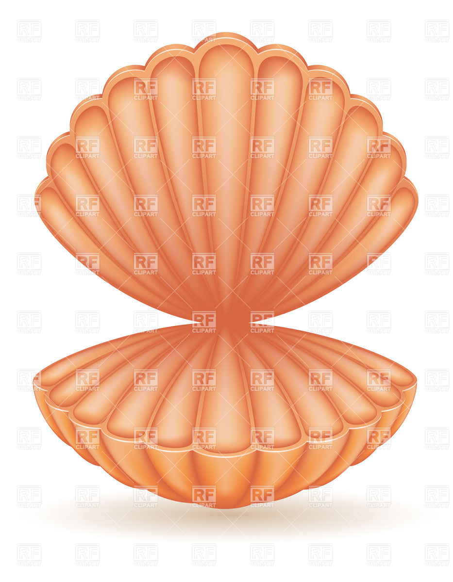 933x1200 Pink Seashell Vector Image Of Objects Konturvid