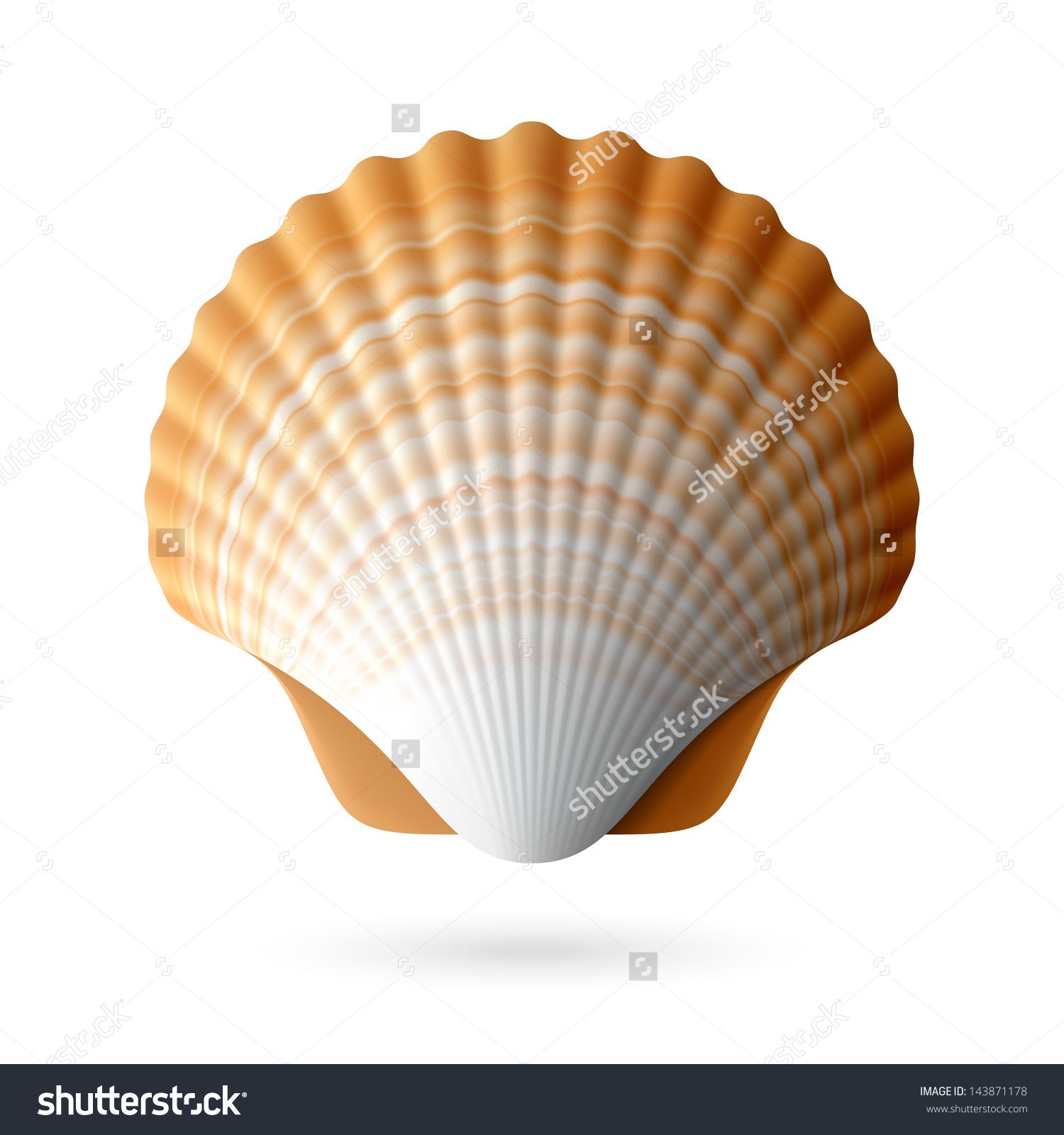 1500x1600 Scallop Seashell Vector Tattoos In Sea Shells, Shells