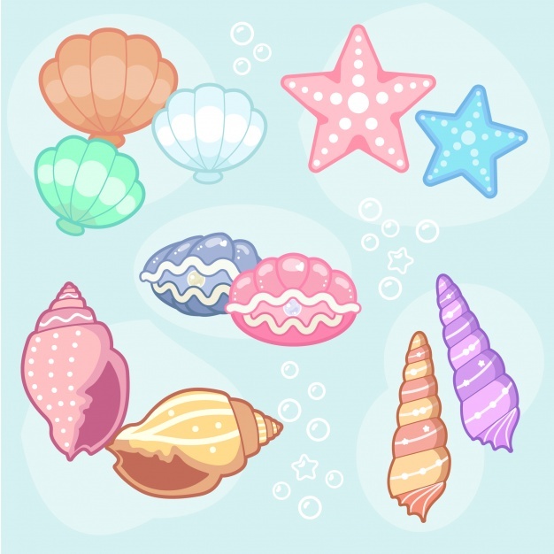 626x626 Seashells Vectors, Photos And Free Download
